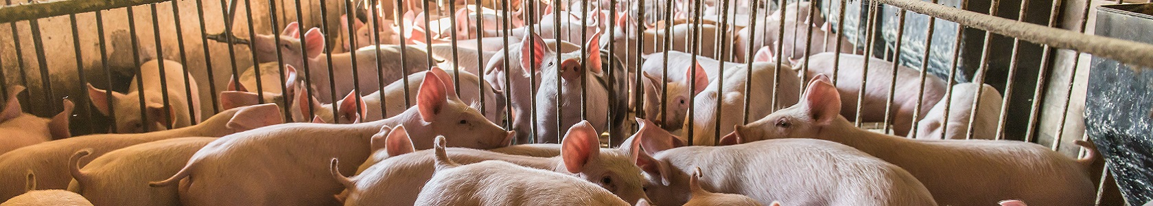 Pig farms in confinement mode Pig farms in confinement mode